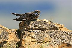 Common Nighthawk